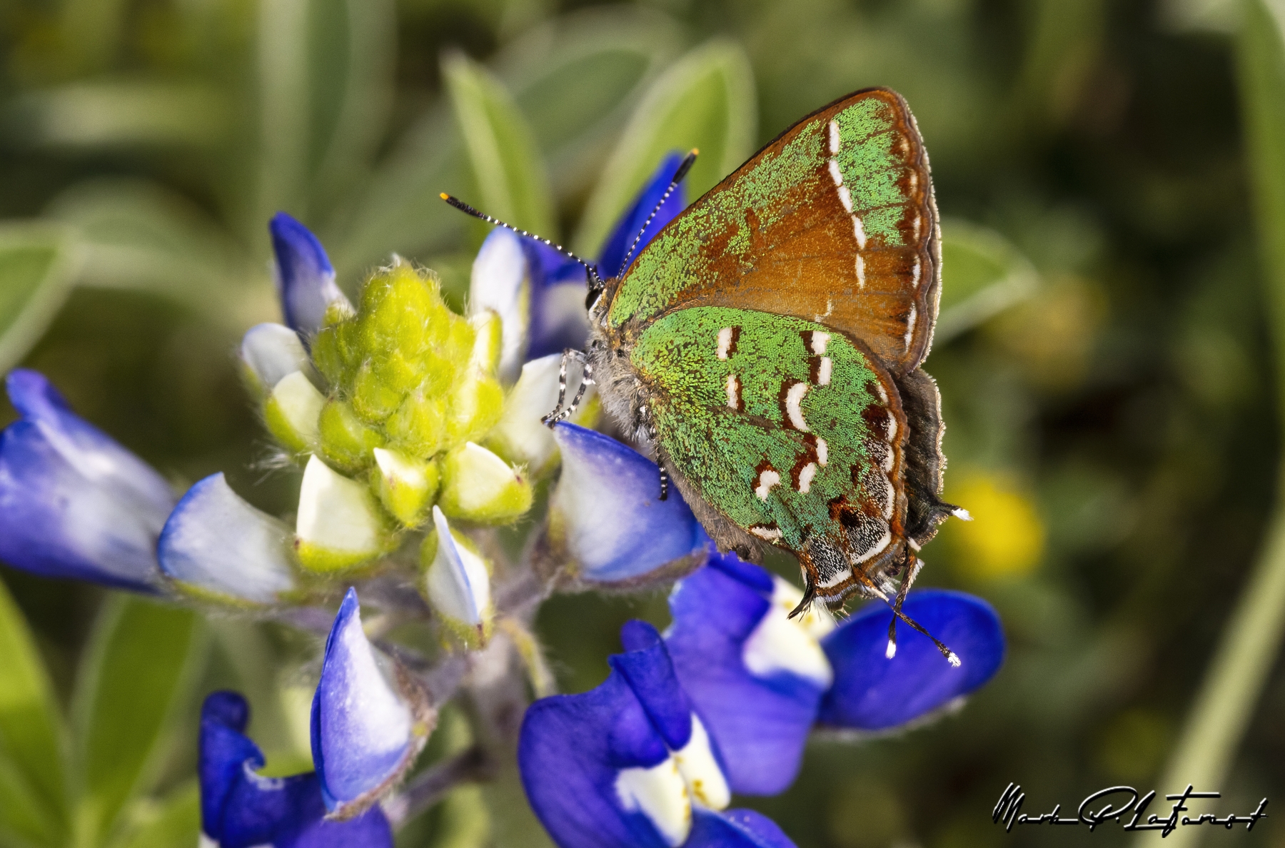 /gallery/north_america/USA/Texas/austin/Red-banded Hairstreaks 2023-004_med.jpg